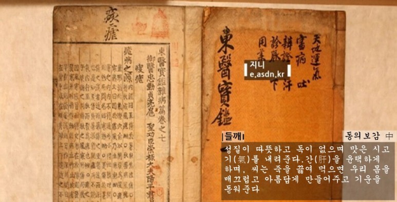 들깨 효능 10가지와 활용법 부작용 총정리