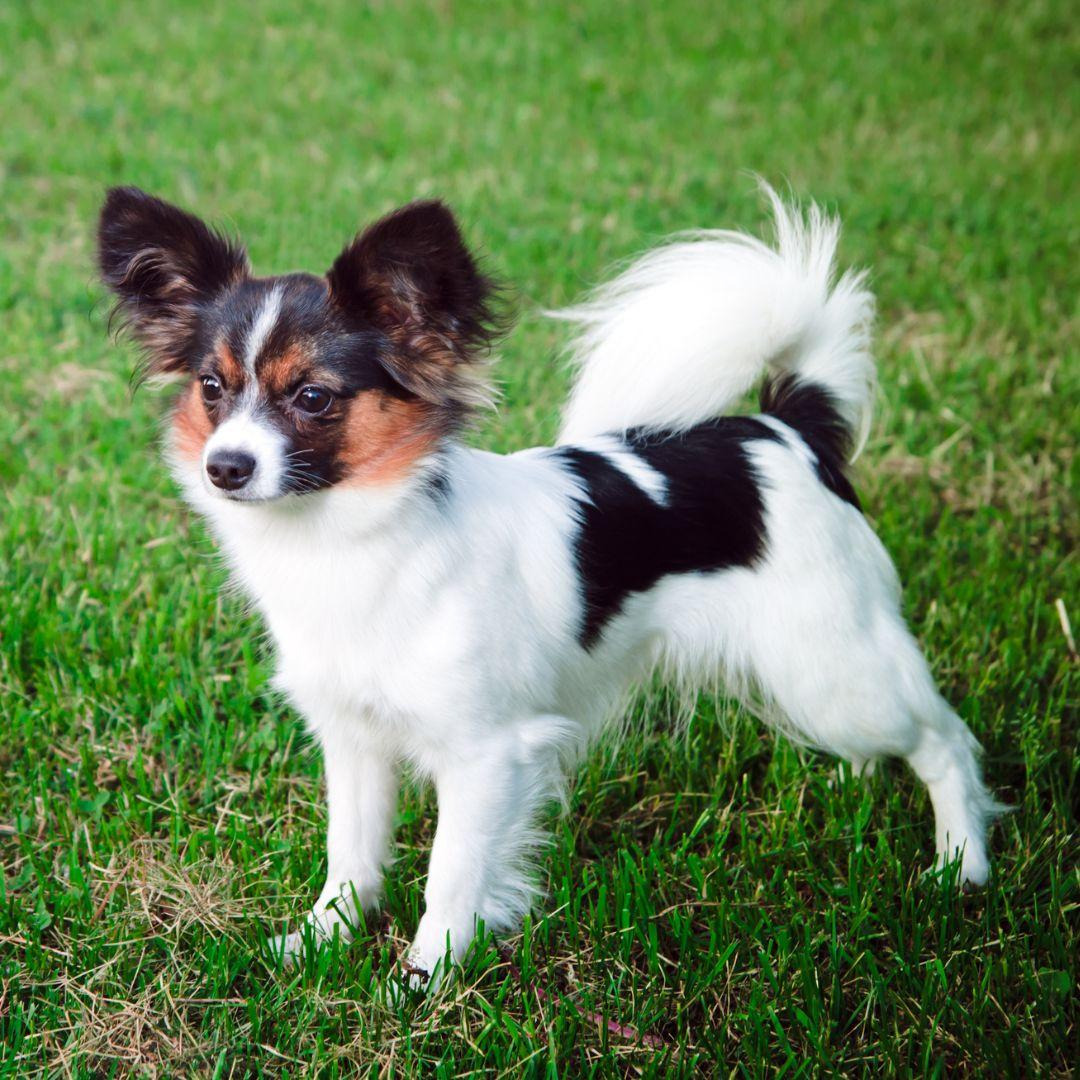 파피용 소형견 나비 모양의 귀와 활발한 성격