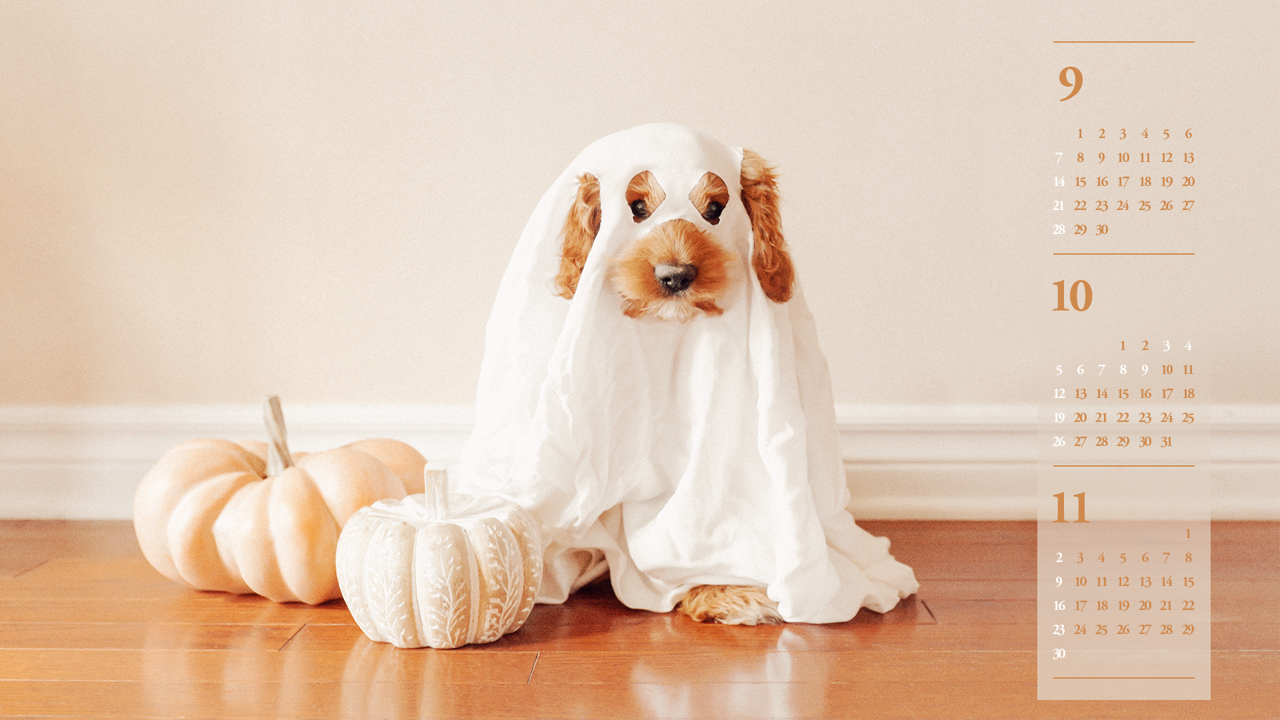 05 할로윈 강아지 B - 2025년10월 노트북배경화면