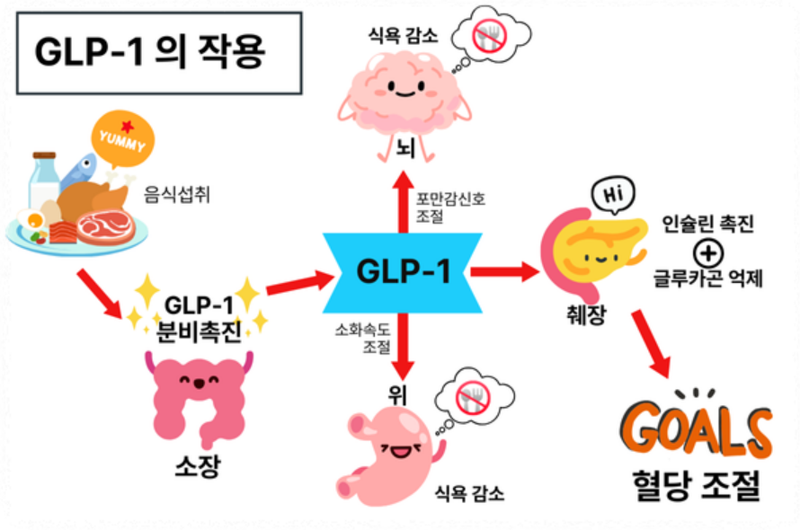 GLP-1 비만치료제 작용 개요 다이어그램