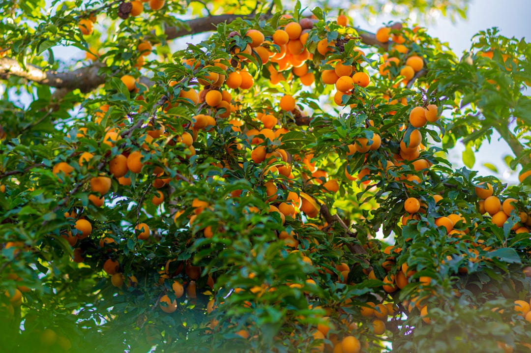 Fruit tree.