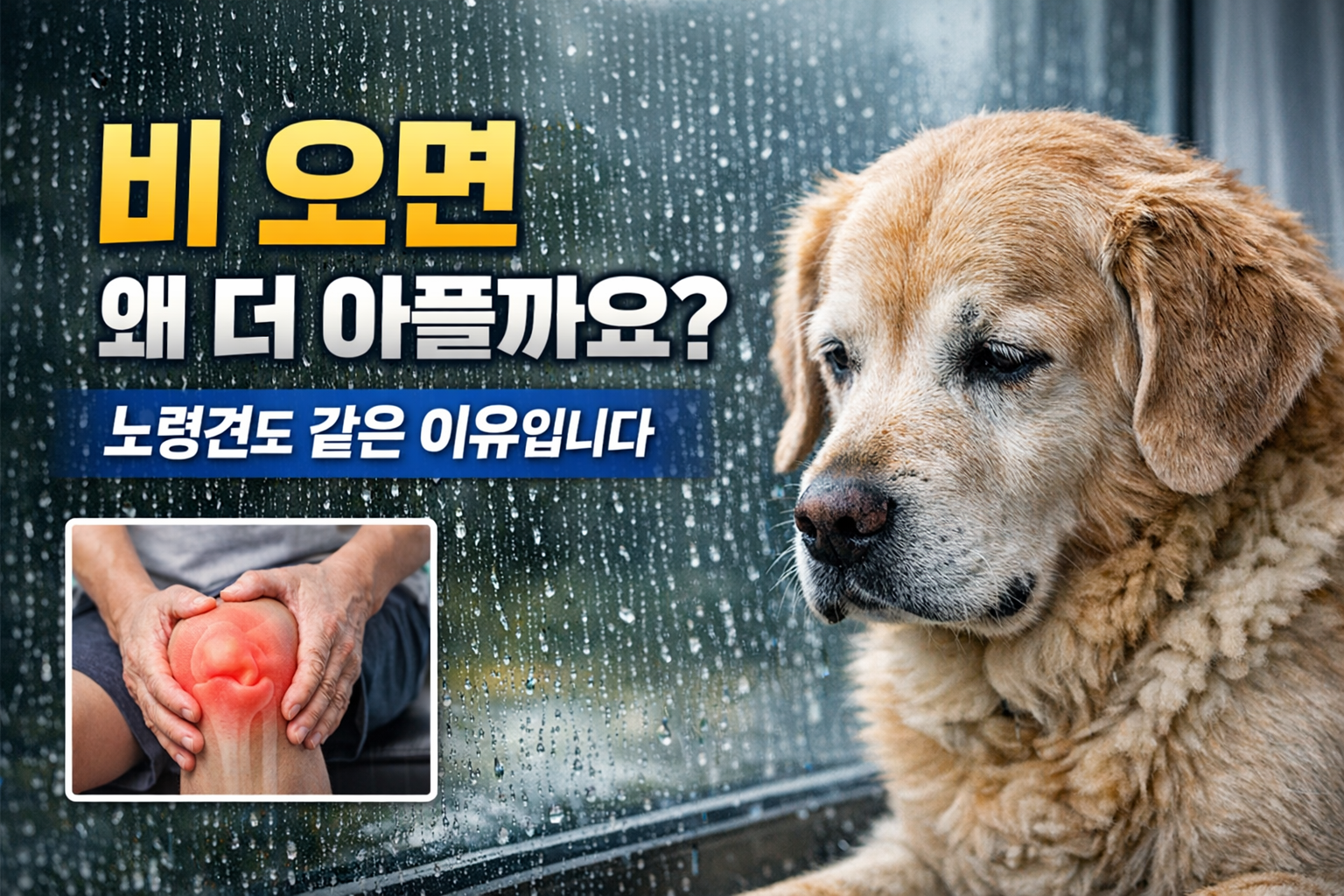 “비 오면 왜 더 아플까요?”
“노령견도 같은 이유입니다”