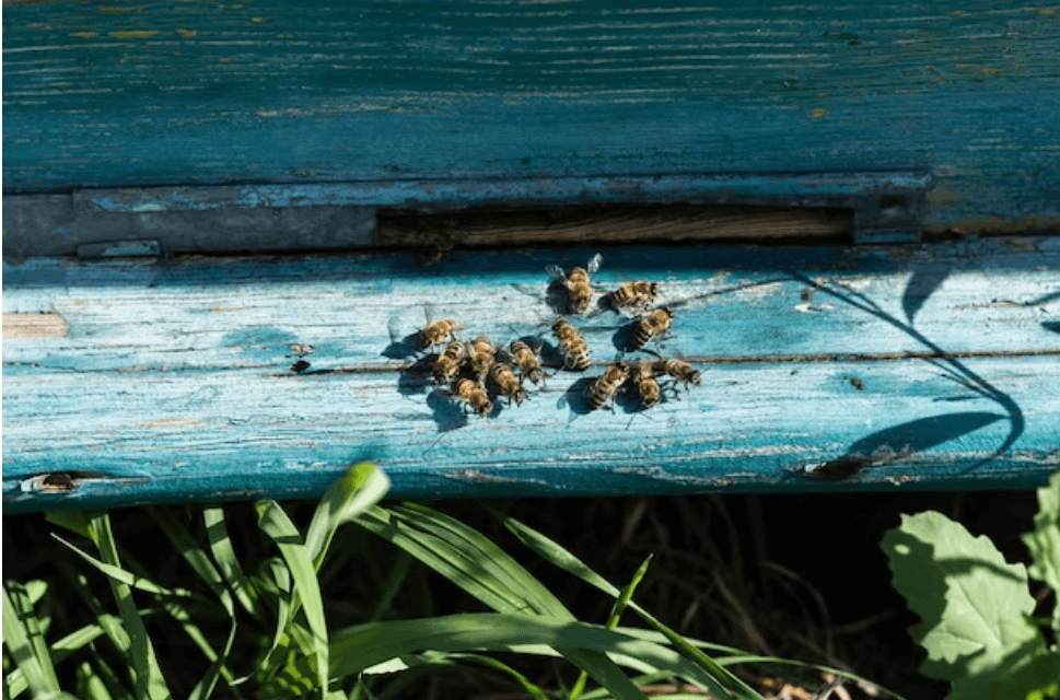 벌에-쏘였을-때