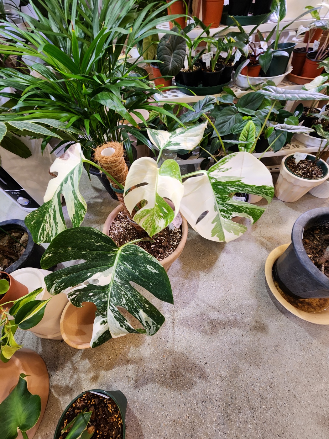 대표식물 알보와 다른 식물들