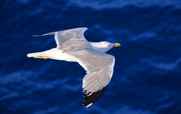 푸른 바다 위를 날개를 활짝 펴서 날아가는 갈매기의 모습이다.
