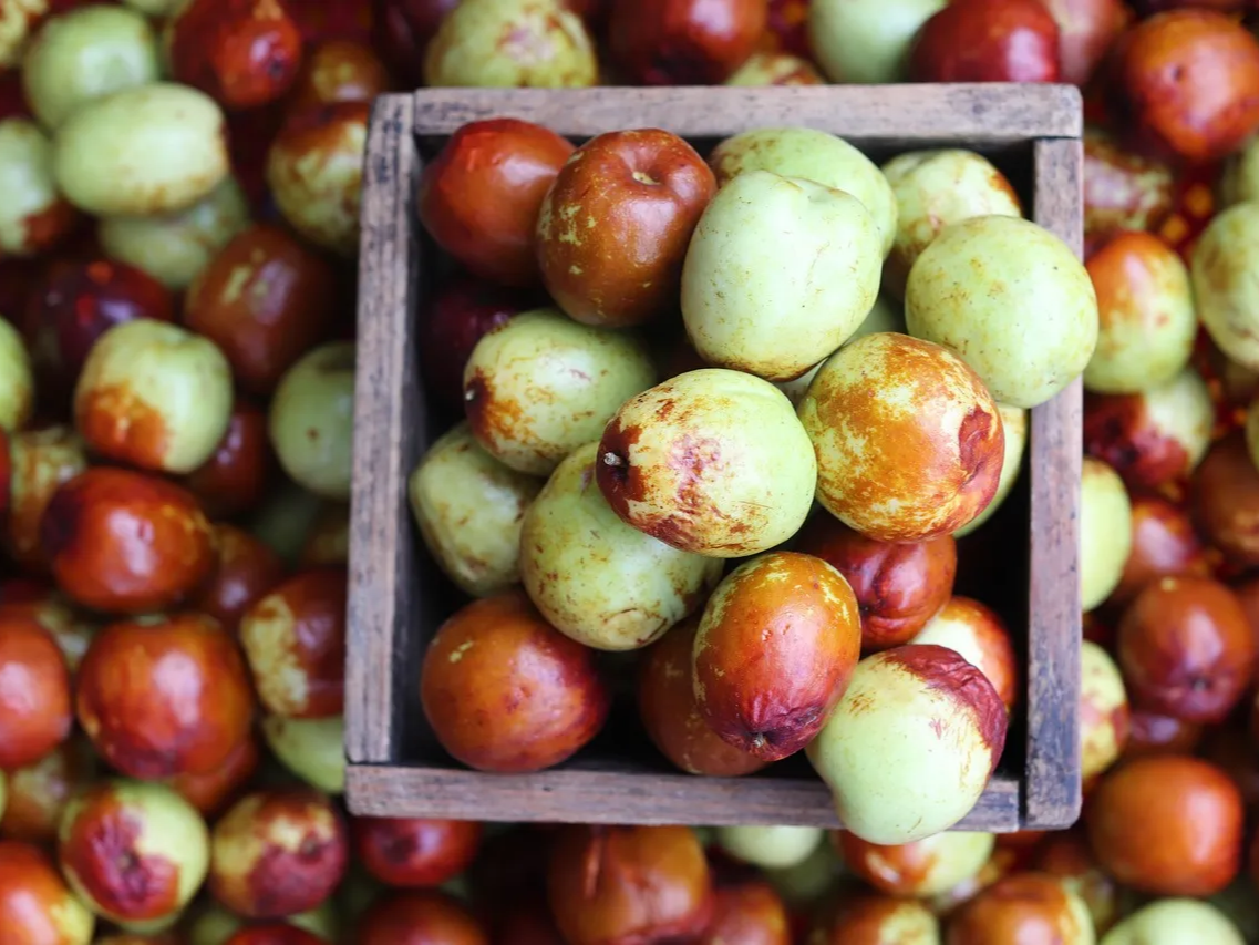 대추 기력 보강