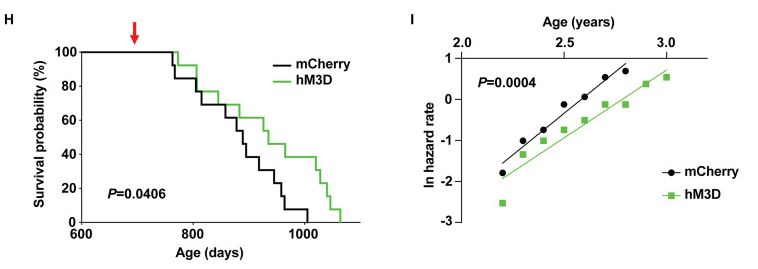 Credit:Kyohei Tokizane et al . DMHPpp1r17 neurons regulate aging and lifespan in mice through hypothalamic-adipose inter-tissue communication . Cell Metabolism (2024)