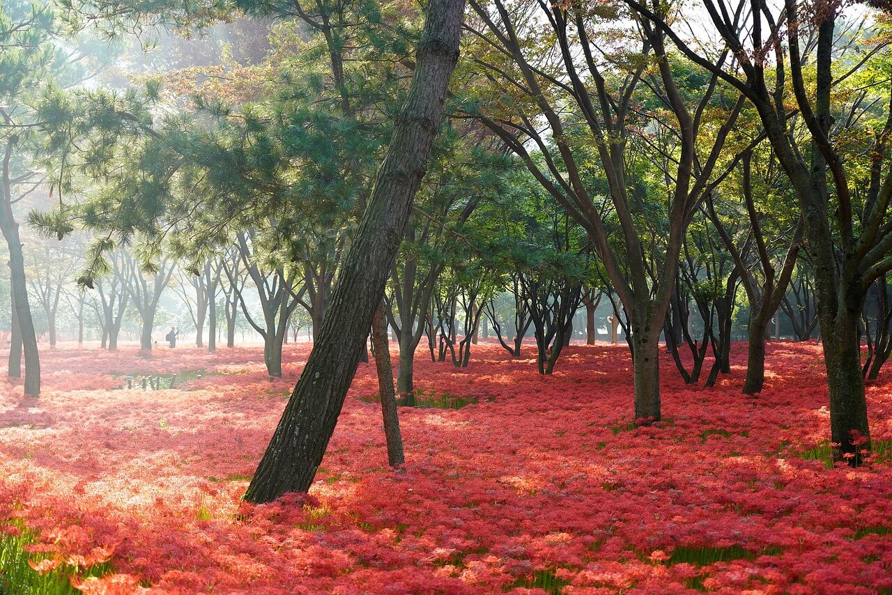 상사화 꽃 전경 사진