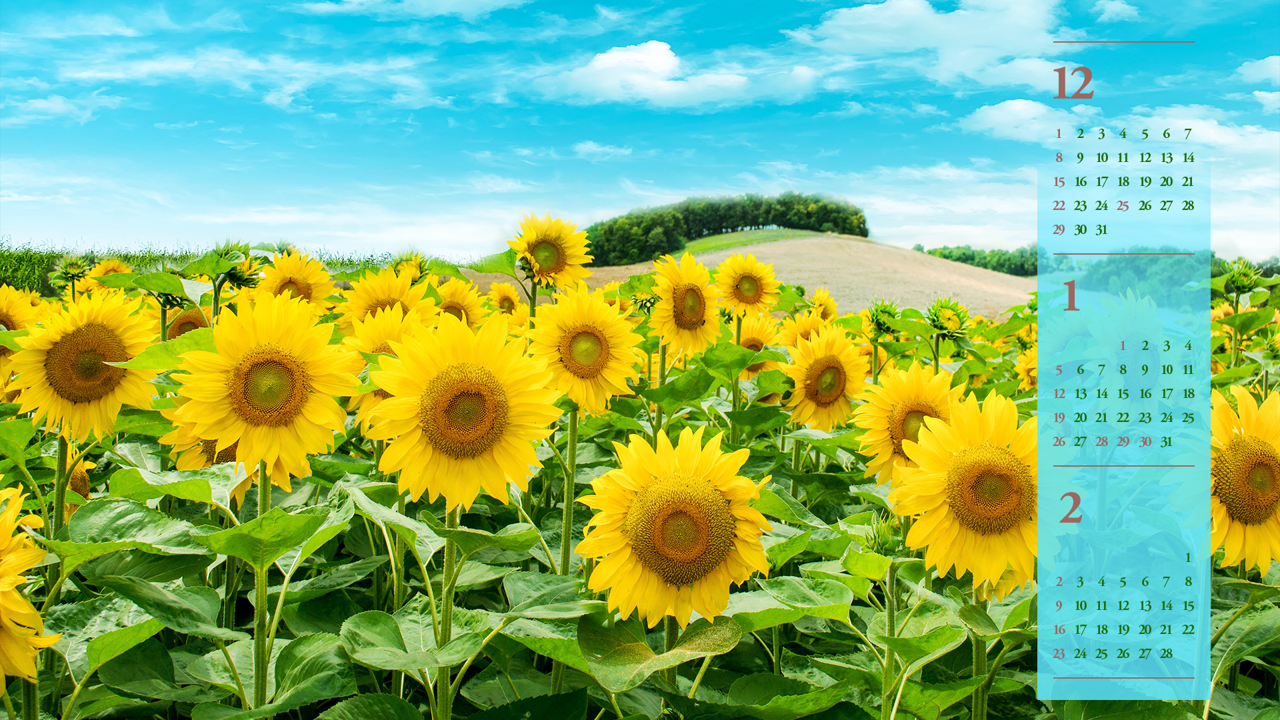 04 해바라기 들판 B - 2025년1월 노트북배경화면