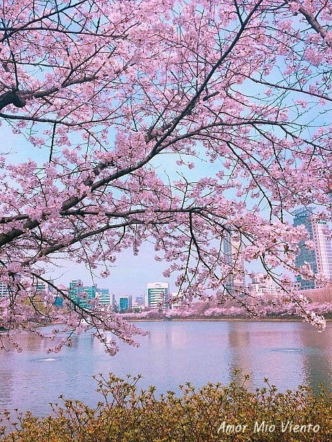 벛꽃 축제