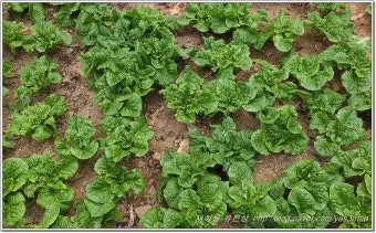 청상추 재배 모종 선택 잎 수확 습도 관리_6