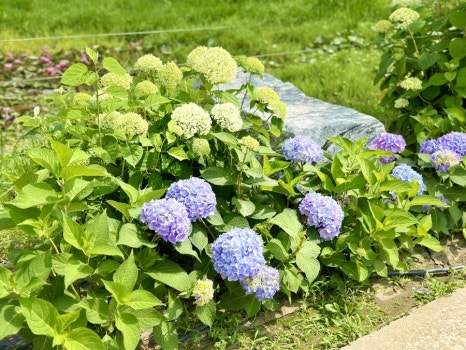 유구색동수국정원 수국축제