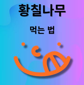 황칠나무 먹는법