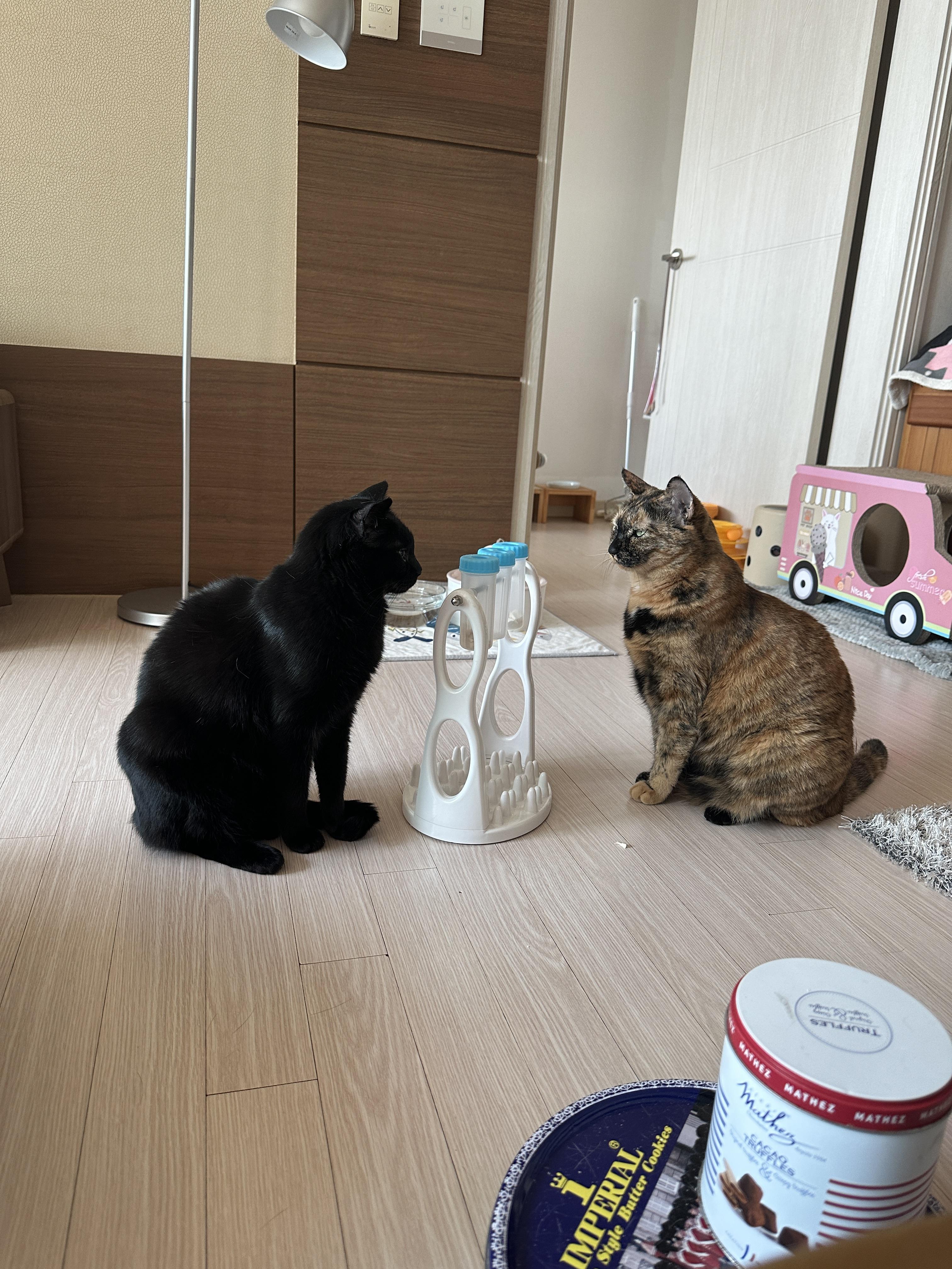 우리집 똑똑한 고양이 건이와 먹보 사랑이 (feat. 똑똑한 고양이를 둔 다묘집사의 고민)