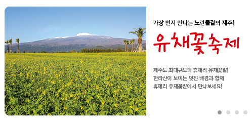 유채꽃명소