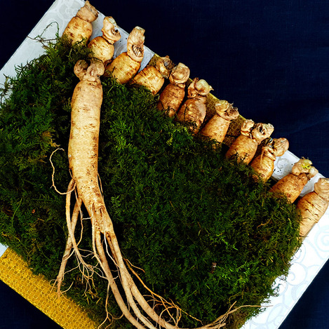 풍기 인삼 이미지