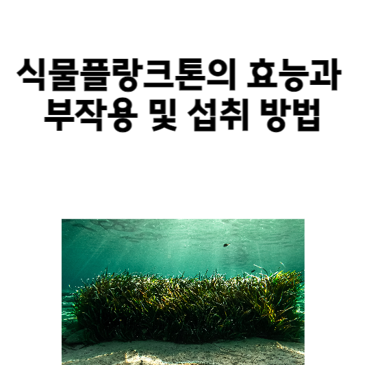 식물플랑크톤의 효능과 부작용 및 섭취 방법