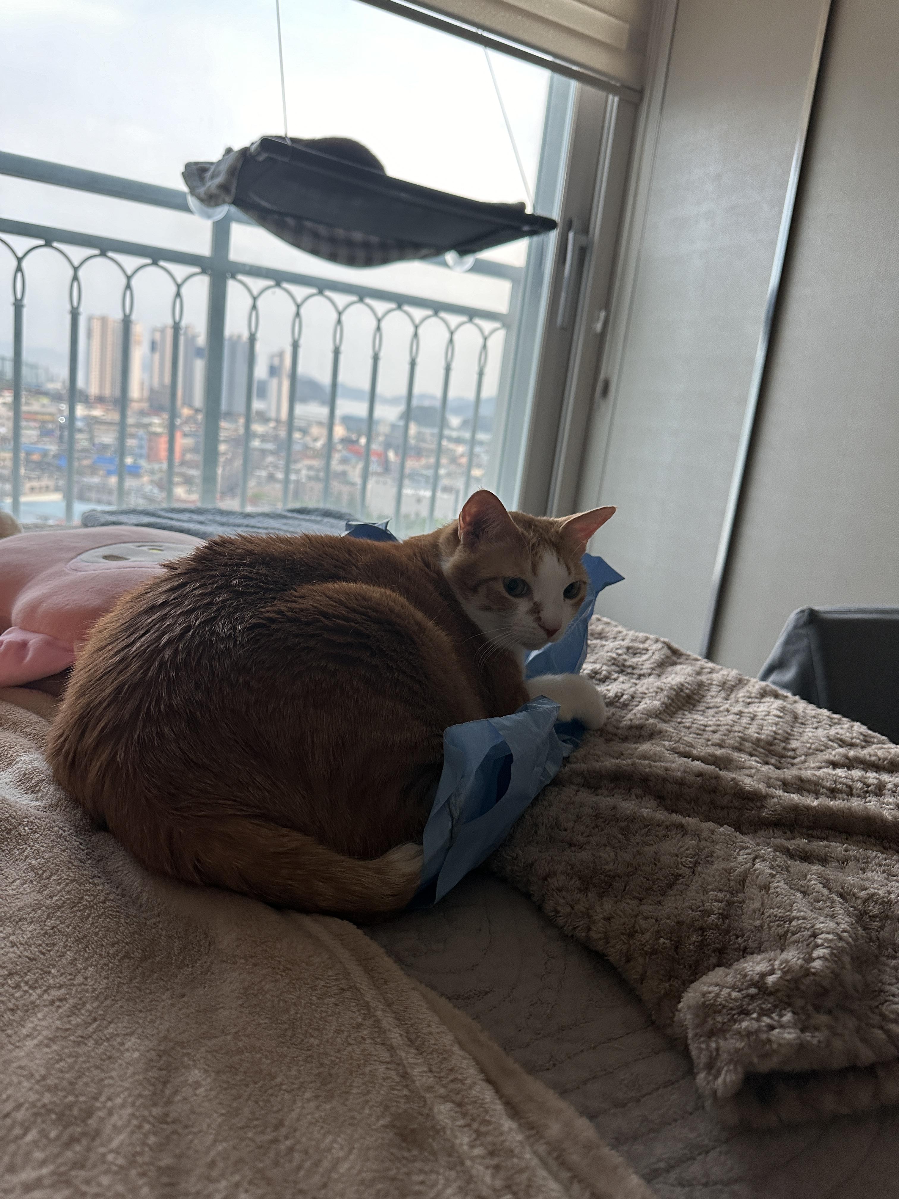 봉지_위에_올라앉아_있는_치즈냥이_호야