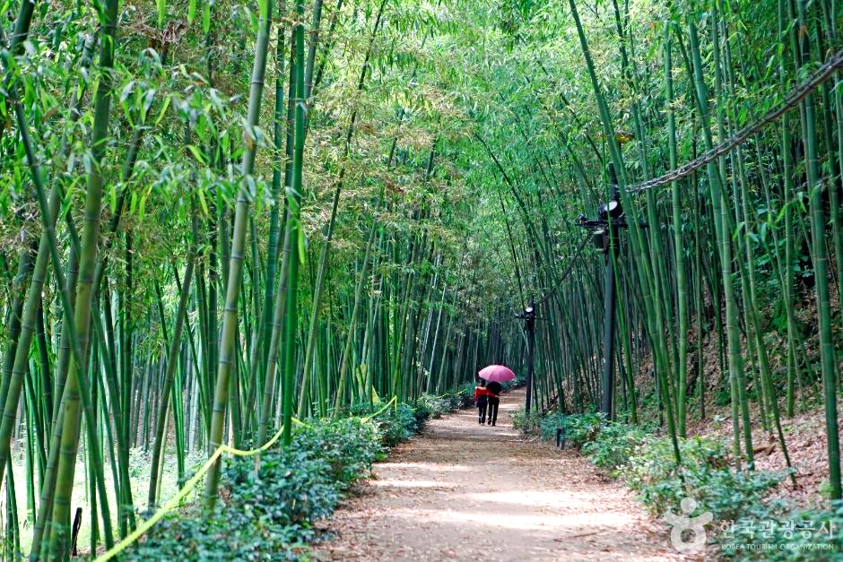 대나무숲길 사이로 두사람이 걸어가고 있다.