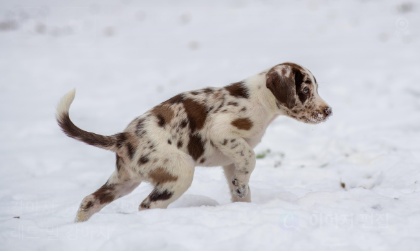 왜 강아지 보습제가 필요한가요? 관련 사진