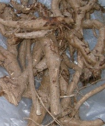 칡 효능 부작용