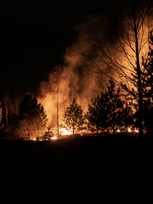 산불의 예방: 효과적인 대응 전략