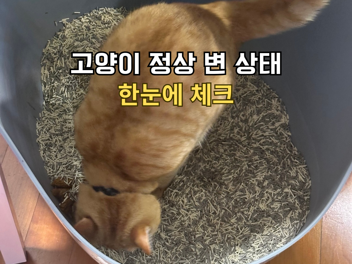 고양이 정상 변 상태 한눈에 체크 썸네일, 모래를 덮는 주황 고양이 뽀리의 모습