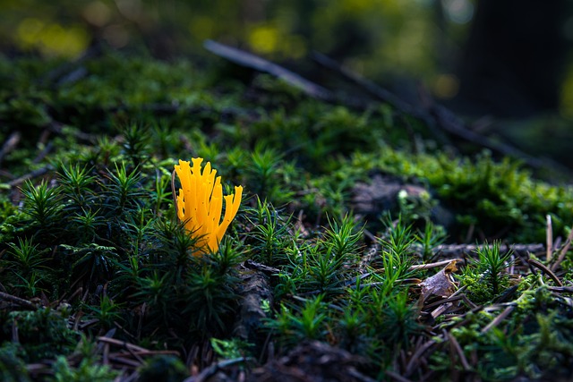 똥싸는꿈해몽 똥꿈해몽 대변꿈 똥꿈