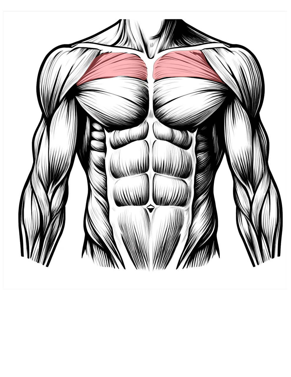 등 근육 폭발!턱걸이 그립별 자극 부위 &amp; 최신 팁