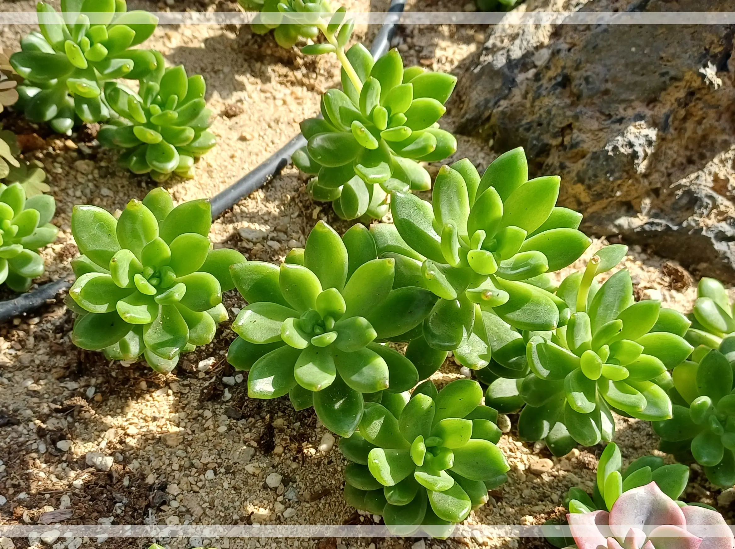 금강수목원-다육-블루빈스