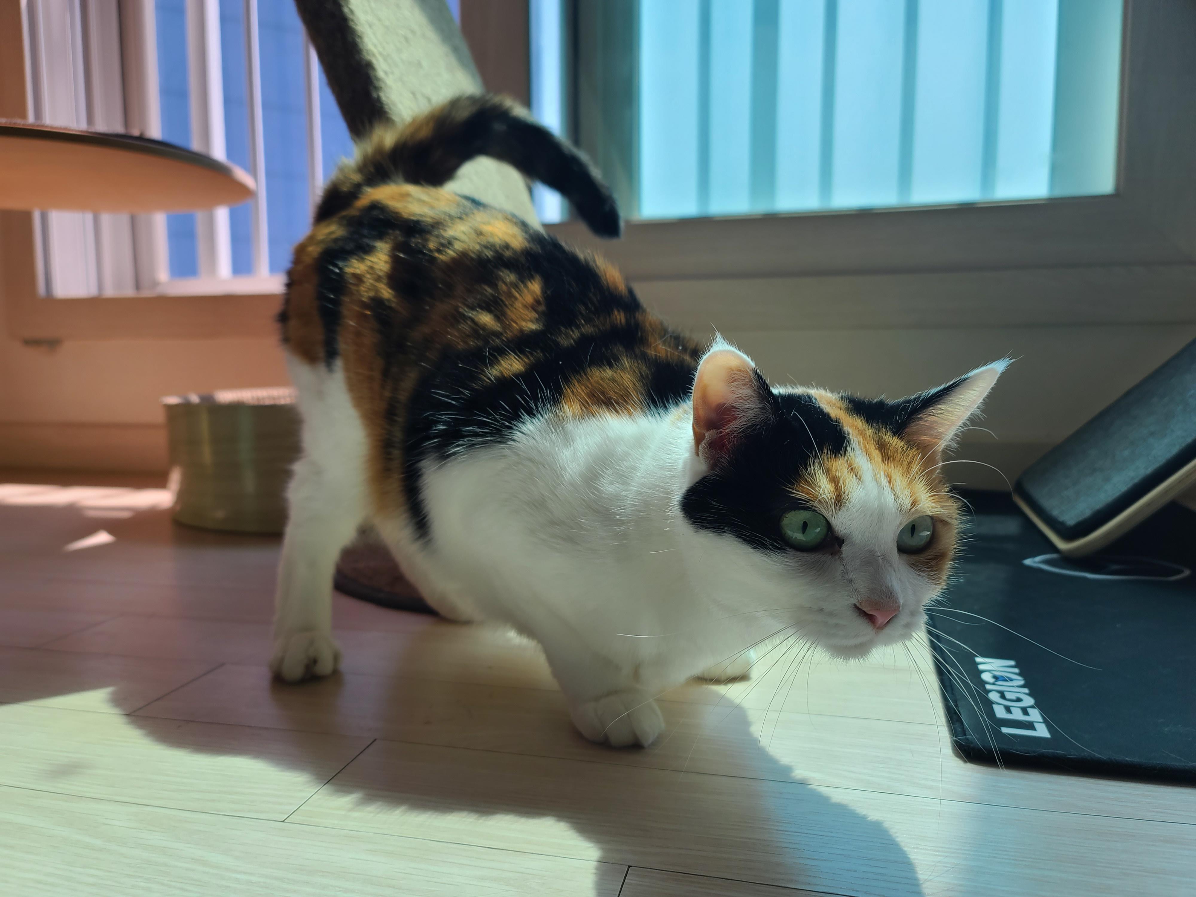 일요일 아침. 봄햇살에 기분이 좋은 고양이들.