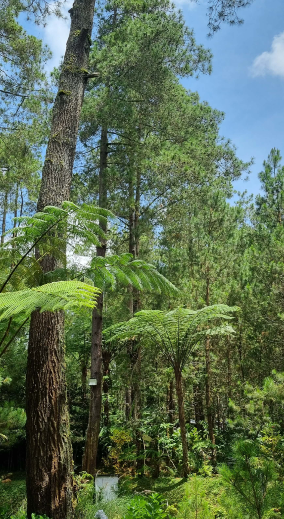Orchid Forest Cikole