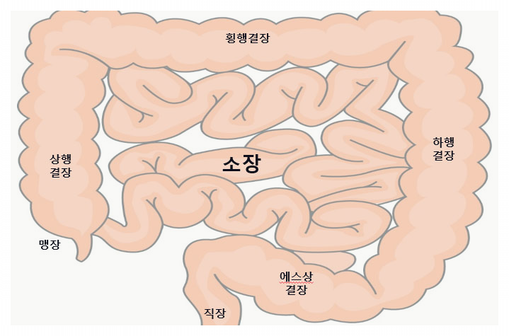 대장내시경-전-음식주의사항 