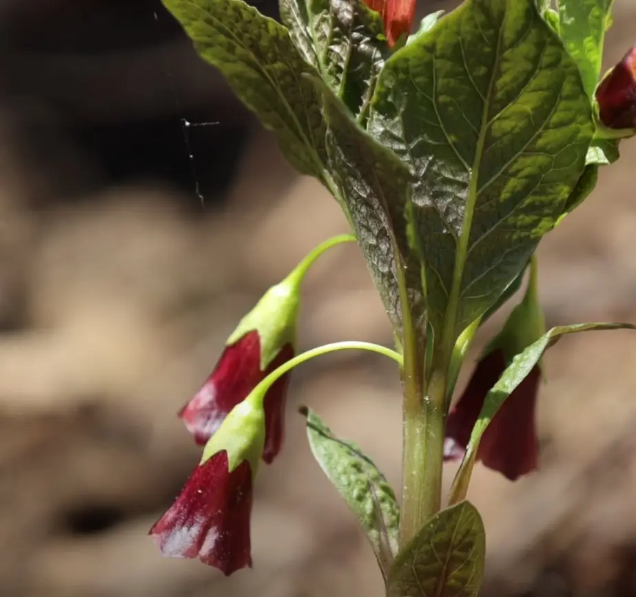 국립백두대간수목원-입장료-무료입장-트램-호랑이-운영시간