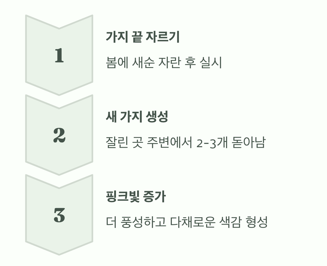 3. 더 풍성한 핑크빛을 위한 가지치기