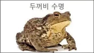 두꺼비 수명