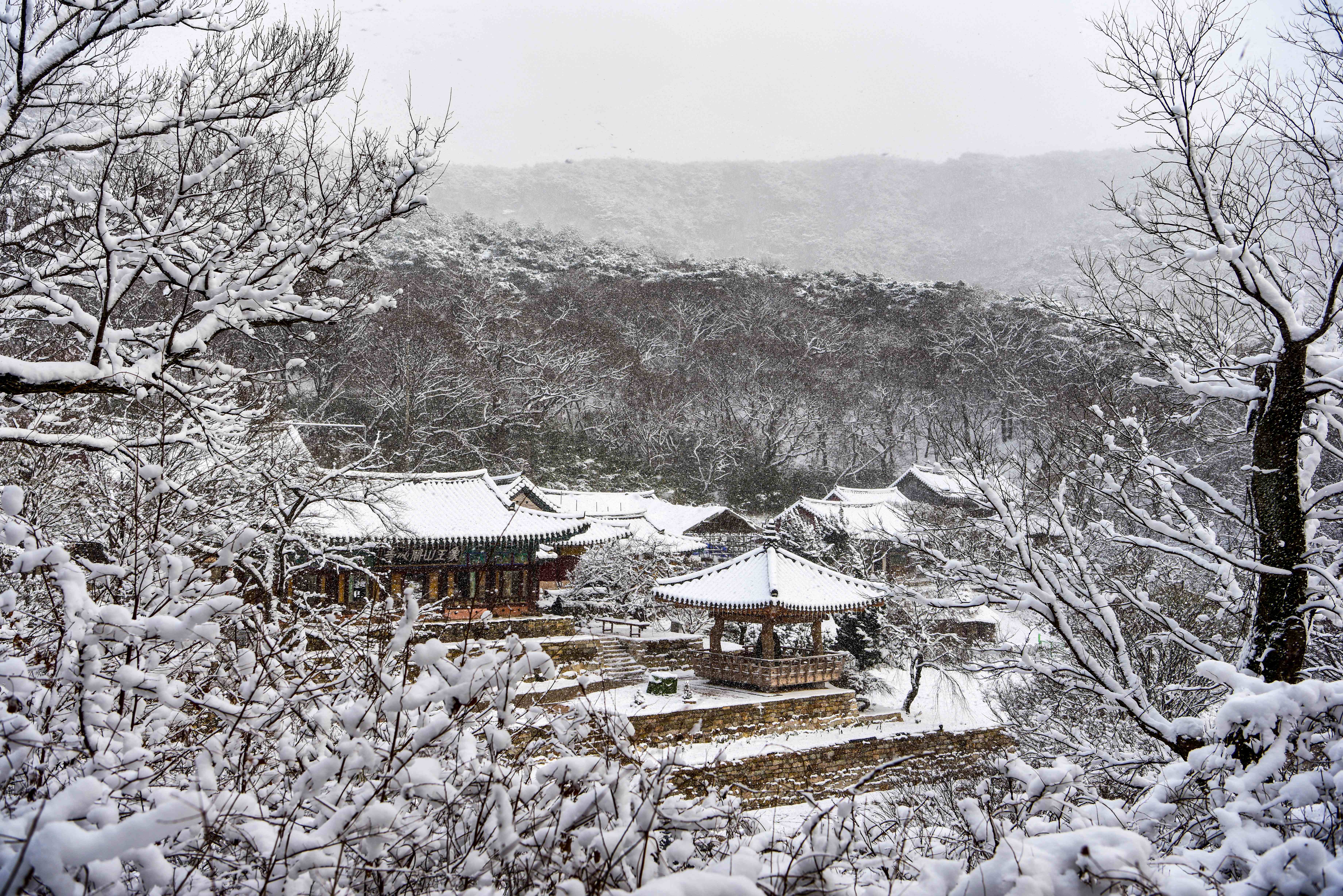 [4월 봄꽃 여행]서산 개심사 겹벚꽃&middot;청벚꽃 여행기❘벚꽃 개화 상황, 아직은 시작, 그러나 곧 절정