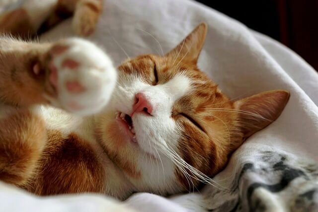 수면 과학 기반의 꿀잠 전략