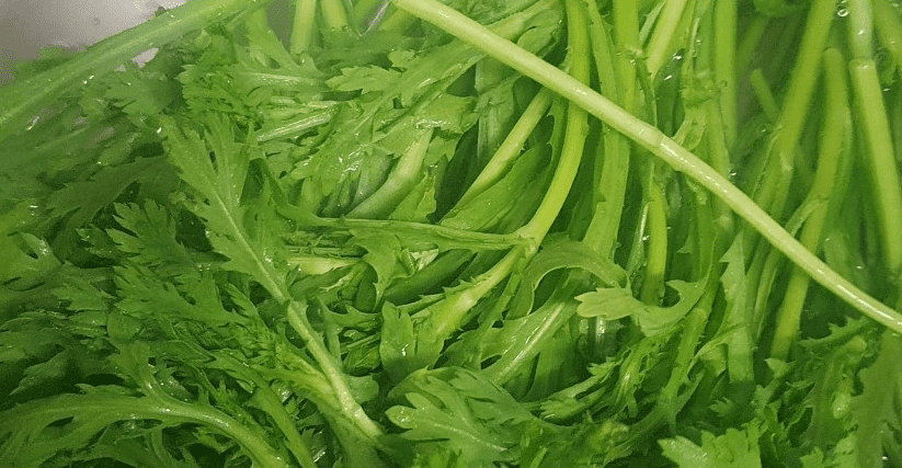 물로 씻은 쑥갓