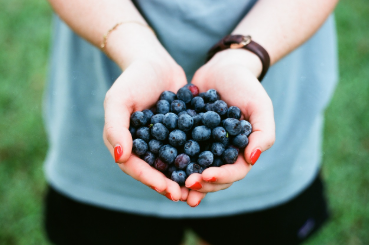 블루베리의 항산화 효과 검증