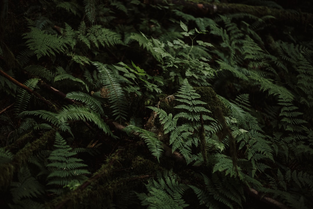 foliage