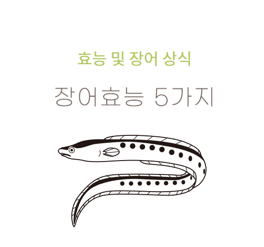 장어효능-및-장어상식