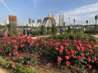 안양천 장미정원