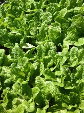 청상추 재배 모종 선택 잎 수확 습도 관리_8