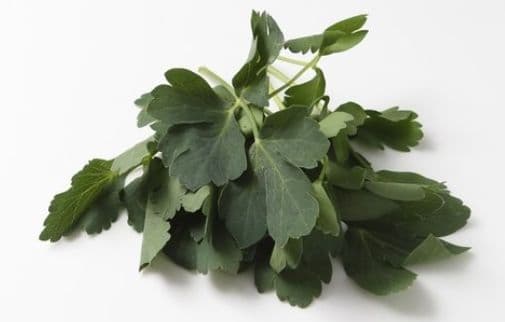 방풍탕, 바람을 막아 병을 다스리다