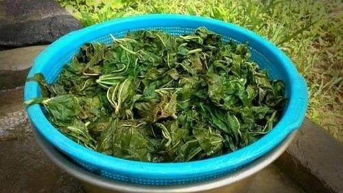 아주까리-피마자-잎-말리기-말리는법-묵나물-만들기