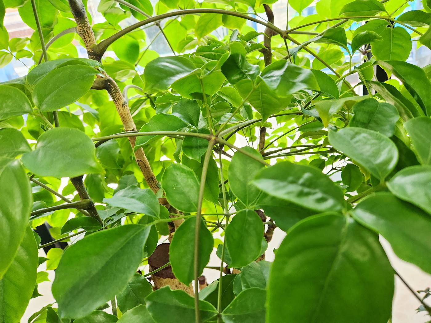 해피트리(행복나무) Happy Tree