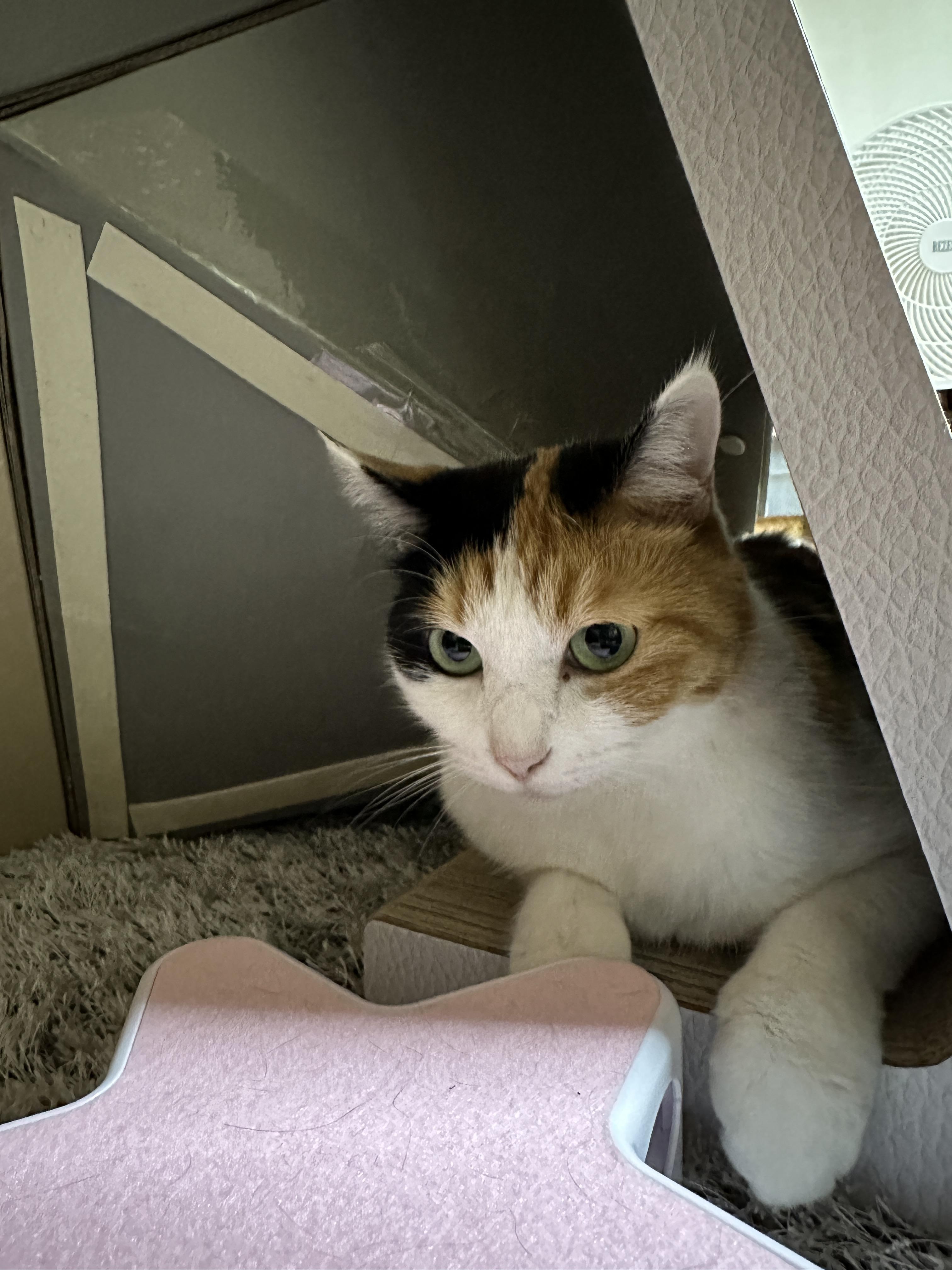 수직스크래쳐_뒤쪽이_마음에_드는_요미