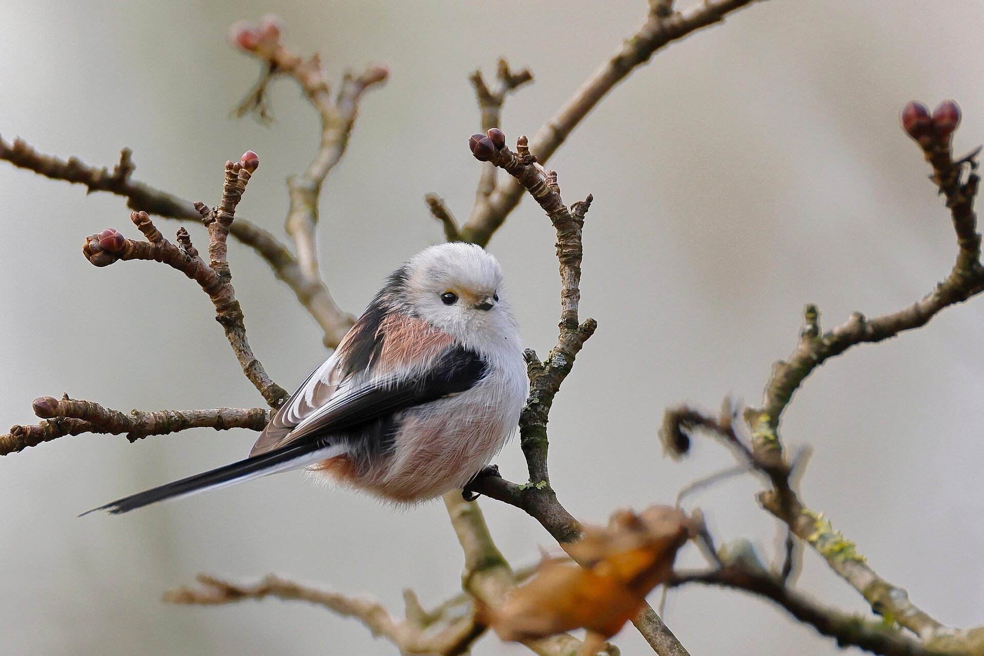 멸종위기 동식물 긴꼬리딱새: 숲의 번식지와 보호 포인트 정리
