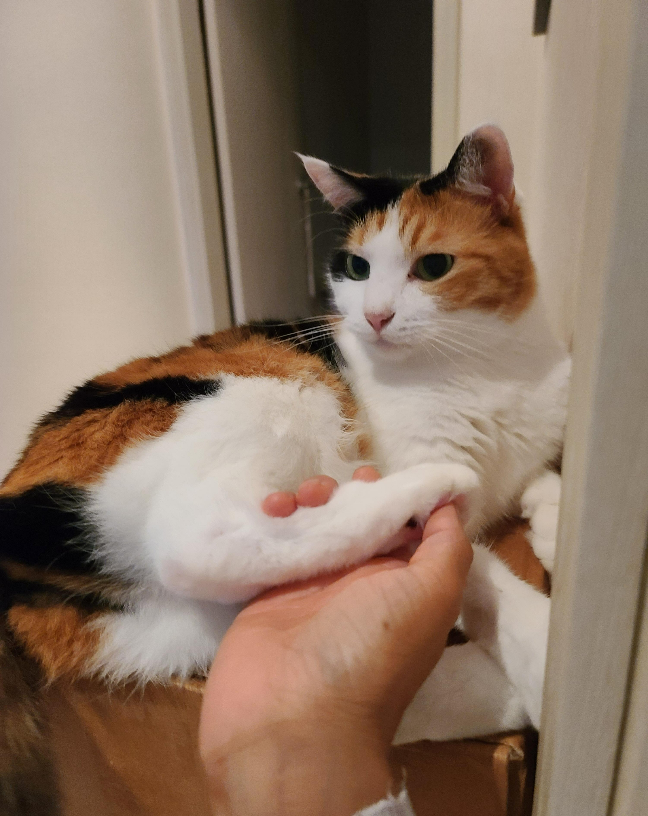 꼬리로 대답하는 고양이 요미.(feat.고양이 꼬리언어 몇가지)